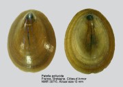 Patella pellucida